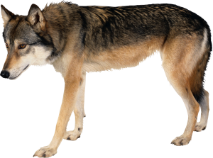 Wolf PNG image-4605